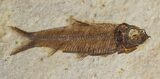 Fossil Fish (Knightia) Multiple Plate - Wyoming #31845-1